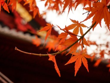 【東京】金秋。楓紅的上野公園