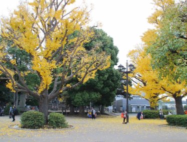 日本東京~上野公園(楓葉銀杏之美