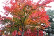 日本東京~上野公園(楓葉銀杏之美