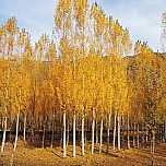 秋意濃 ♤ 北疆好風光