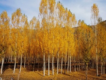 秋意濃 ♤ 北疆好風光